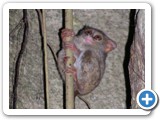 sulawesi_tangkoko_001