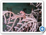 sulawesi_tauchen_018