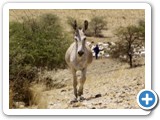 etosha_2011_03