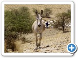 etosha_2011_03