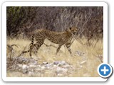 etosha_2011_10