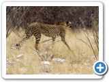 etosha_2011_11