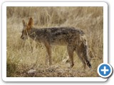 etosha_2011_13