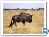 etosha_2011_14