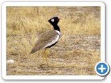 etosha_2011_15