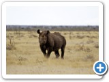 etosha_2011_16