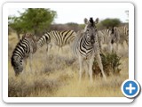 etosha_2011_19