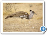 etosha_2011_21