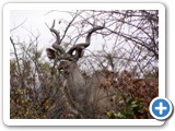 etosha_2011_28