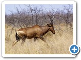 etosha_2011_30