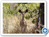 etosha_2011_31