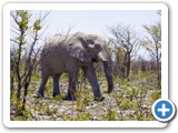 etosha_2011_34