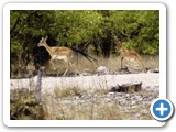 etosha_2011_36