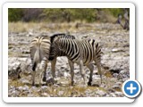 etosha_2011_39