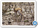 etosha_2011_41