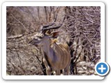 etosha_2011_42