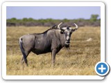 etosha_2011_43