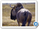 etosha_2011_44