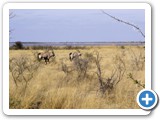 etosha_2011_45