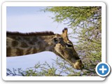 etosha_2011_46