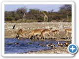 etosha_2011_48