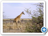 etosha_2011_52