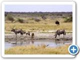 etosha_2011_53