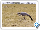 etosha_2011_54