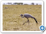 etosha_2011_54