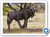 etosha_2011_56