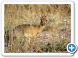 etosha_2011_57