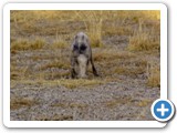 etosha_2011_59