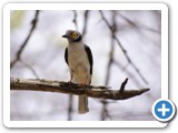 etosha_2011_64