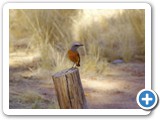 namib_2011_06