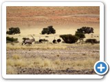 namib_2011_35