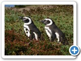 patagonien_191