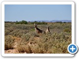 australien_041